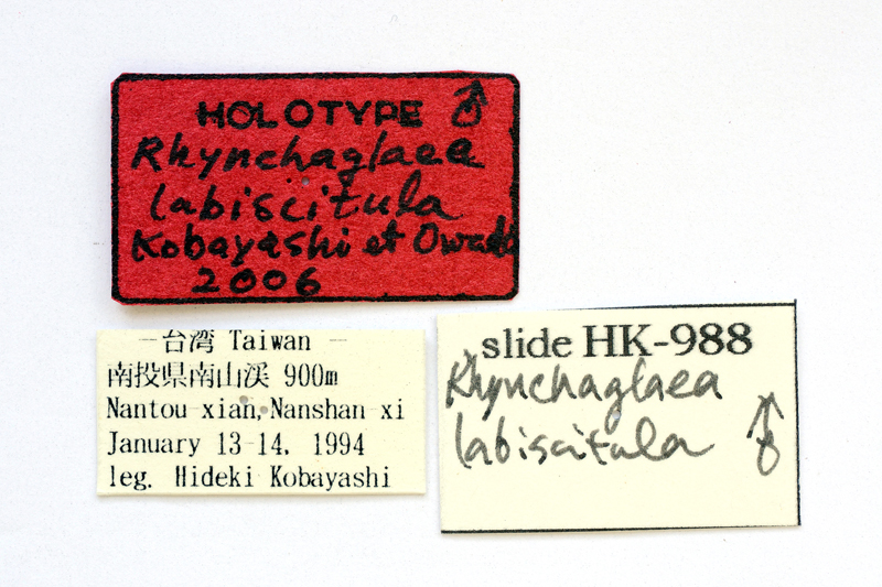 Rhynchaglaea labiscitula